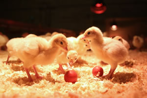 Betrieb Grevenkoper Pute