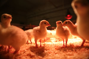 Philosophie Grevenkoper Pute